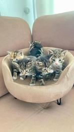 Lieve kittens, Dieren en Toebehoren, Katten en Kittens | Overige Katten