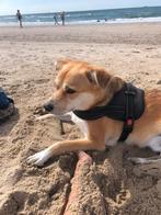 Gezocht: honden oppas, Particulier, Rabiës (hondsdolheid), Reu, Buitenland