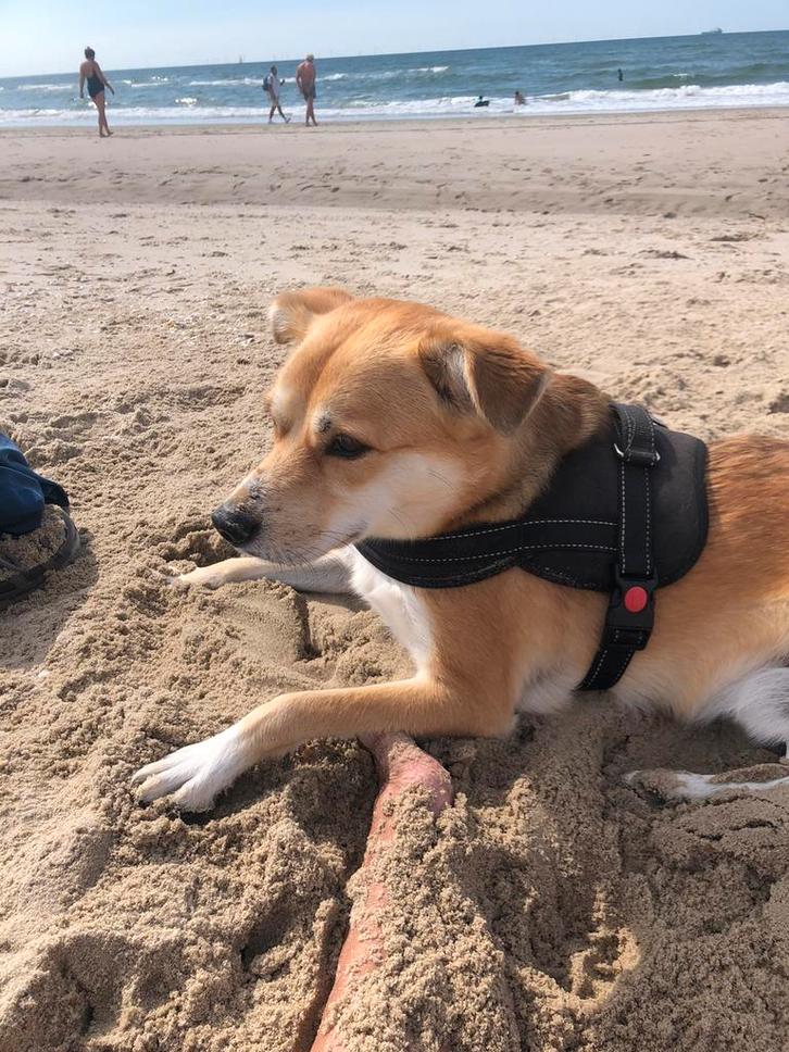 Gezocht: honden oppas, Dieren en Toebehoren, Honden | Niet-rashonden, Middel, Reu, Particulier, Eén hond, Buitenland, 3 tot 5 jaar