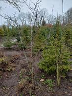 Jonge pruimenbomen pruimeboom pruim, Ophalen, Lente, Overige soorten, Volle zon