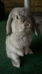 *Gezocht* Takken van fruitbomen , wilgen enz, Ophalen, Knaagdier of Konijn