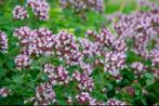Origanum Vulgare | Marjolein | Chemievrij, Bodembedekkers, Volle zon, Vaste plant, Ophalen of Verzenden