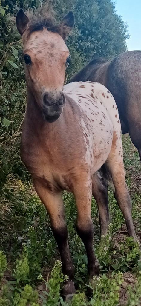 Aantal knappe veulens o.a. 2span voor de toekomst, Dieren en Toebehoren, Pony's, Hengst, Onbeleerd, A pony (tot 1.17m), Recreatiepony
