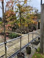 Fagus Sylvatica Leivorm (beuk) 2 stuks, Ophalen of Verzenden, Bloeit niet, Halfschaduw, Overige soorten