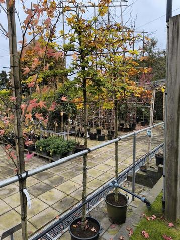 Fagus Sylvatica Leivorm (beuk) 2 stuks beschikbaar voor biedingen