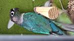 Koppel Turquoise split Mint x Mint (zie beschrijving), Dieren en Toebehoren, Vogels | Parkieten en Papegaaien, Meerdere dieren