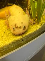 Axolotl, Dieren en Toebehoren, Vis