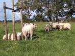 Dek ram, Dieren en Toebehoren, Schapen, Geiten en Varkens, Mannelijk, Schaap