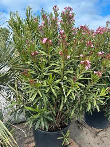 Mediteranne planten en bomen. Palmen olijf enz enz enz beschikbaar voor biedingen