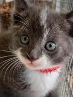 Prachtige boerderijkittens €50,-, Dieren en Toebehoren, Katten en Kittens | Overige Katten, Meerdere dieren, Kortharig, 0 tot 2 jaar