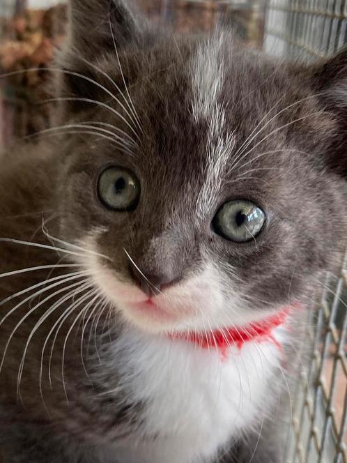 Prachtige boerderijkittens €50,-, Dieren en Toebehoren, Katten en Kittens | Overige Katten, Kortharig, Meerdere dieren, 0 tot 2 jaar