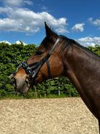 Te koop Trakehner fokmerrie, Dieren en Toebehoren, Paarden, Merrie, Springpaard, B, Gechipt