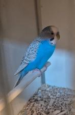 Split blackface melastic, Mannelijk, Parkiet, Geringd