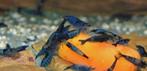 blauwe garnaal, neocaridina, Dieren en Toebehoren, Vissen | Aquariumvissen, Kreeft, Krab of Garnaal, Zoetwatervis
