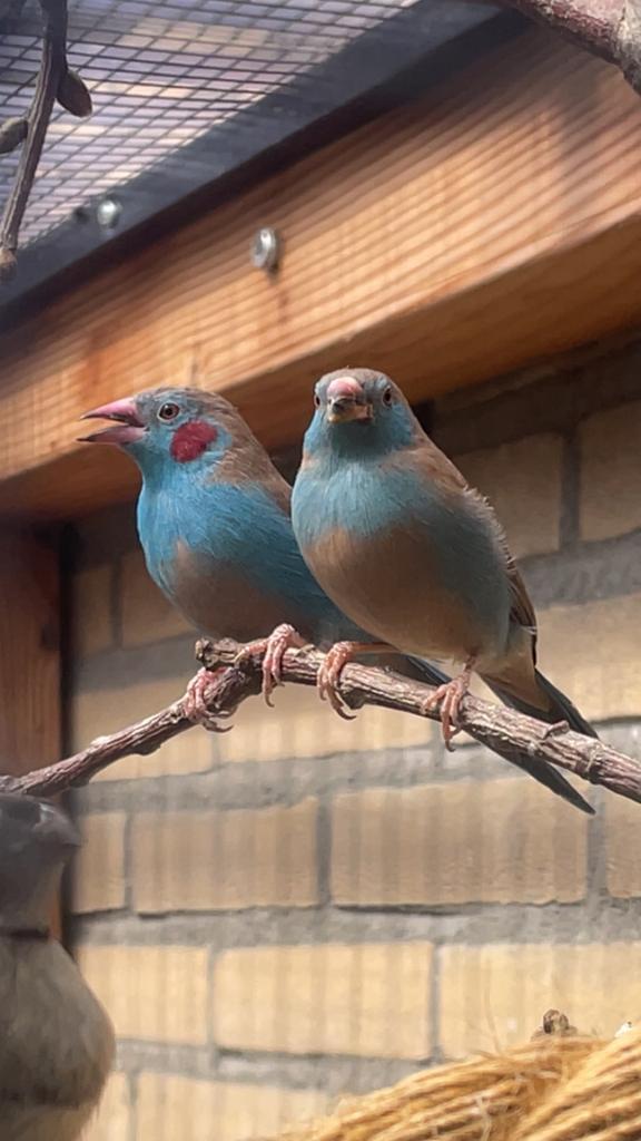 Koppel blauwfazantjes uit buitenvoliere blauw fazant, Dieren en Toebehoren, Vogels | Overige Vogels, Tropenvogel, Meerdere dieren