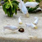 Lebistes reticulatus, Vis