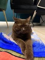 Dekkater NIET TE KOOP!, Dieren en Toebehoren, Katten en Kittens | Dekkaters, 0 tot 2 jaar