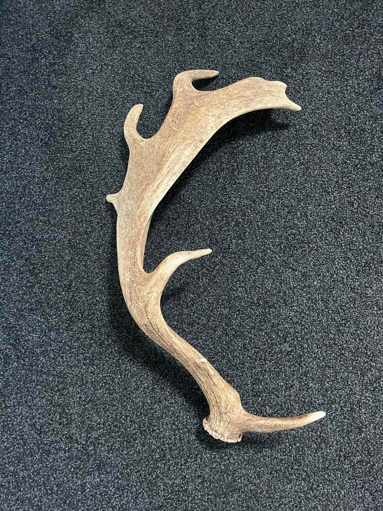 Afwerpstang Mesapotamisch damhert, Verzamelen, Dierenverzamelingen, Ophalen of Verzenden, Zo goed als nieuw, Hert, Gewei of Kop