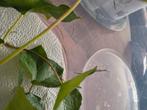 Gratis wandelende takken baby's op te halen, Dieren en Toebehoren, Insecten en Spinnen, Wandelende tak
