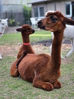 Prachtige alpaca’s – jong & volwassen, Dieren en Toebehoren, Augustus, Meerdere dieren