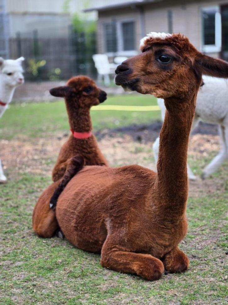 Prachtige alpaca’s – jong & volwassen, Dieren en Toebehoren, Overige Dieren, Meerdere dieren, Augustus
