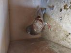 Te koop mooie krasrood jonge doffer zonder bewijs, Dieren en Toebehoren, Mannelijk, Tropenvogel