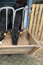 Diverse Kalveren te koop, Dieren en Toebehoren, Ophalen, Nieuw