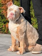 Old English Bulldog Merle Teefje (pup), Dieren en Toebehoren, 15 weken tot 1 jaar, CDV (hondenziekte), Teef, Bulldog