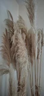 Grote Pampas Pluimen mooie volle lange., Huis en Inrichting, Ophalen