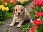 Toypoedel dwergpoedel puppy's 🐾getest🐾 middenslag  pups, Dieren en Toebehoren, Honden | Chihuahua's en Gezelschapshonden, Poedel