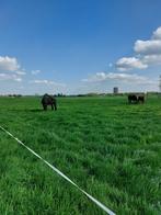 Rusthuis heeft stal vrij voor een ruin!!, Weidegang, 1 paard of pony