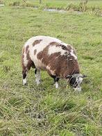 Bonte dekrammen, Dieren en Toebehoren, Schapen, Geiten en Varkens, Mannelijk, Schaap, 0 tot 2 jaar