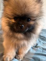Te Koop: Originele Pomeranian Pup – 2,5 Maanden Oud, Dieren en Toebehoren, 8 tot 15 weken, Eén hond, Nederland, Particulier