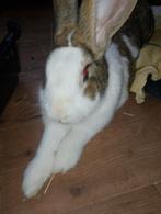Konijn, Dieren en Toebehoren, Konijnen, Mannelijk, Groot, 0 tot 2 jaar