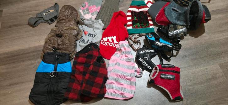 Chihuahua spullen aangeboden, Dieren en Toebehoren, Honden | Chihuahua's en Gezelschapshonden, Reu, Chihuahua, Particulier, Eén hond