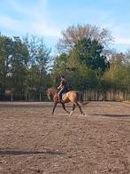 Lease paard regio Leerdam, Dieren en Toebehoren, Stalling en Weidegang