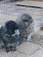 Lief adres gezocht voor Konijnen (met evt hok), Dieren en Toebehoren, Konijnen, Meerdere dieren, Klein, Hangoor, 3 tot 5 jaar