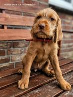 Prachtige Vizsla draadhaar pups met stamboom., Overige rassen, CDV (hondenziekte), 8 tot 15 weken, Meerdere