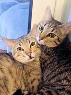 Zeer lieve kittens 8 mnd (gesteril./gecastreerd, chip,vacc)., Dieren en Toebehoren, Katten en Kittens | Overige Katten, Meerdere dieren