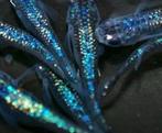 Medaka Sapphire Lame eitjes (Oryzias latipes), Dieren en Toebehoren, Vissen | Aquariumvissen, Vis