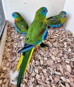 Turquoisine parkieten, Dieren en Toebehoren, Meerdere dieren, Parkiet