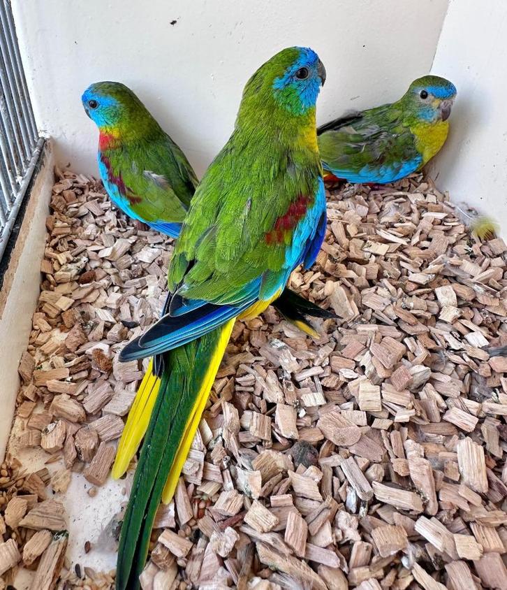 Turquoisine parkieten, Dieren en Toebehoren, Vogels | Parkieten en Papegaaien, Parkiet, Meerdere dieren