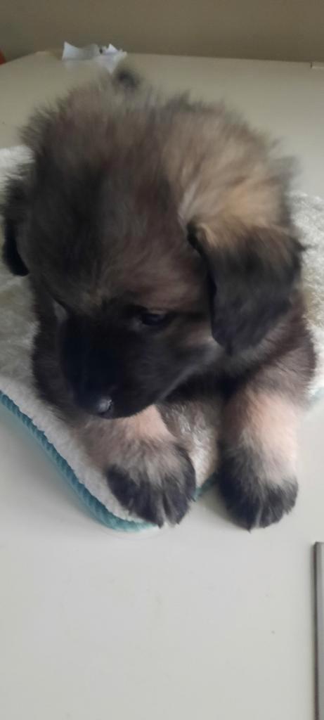 Wolfsgrauwe keeshondpups  te koop, Dieren en Toebehoren, Honden | Poolhonden, Keeshonden en Oertypen, Meerdere dieren, Keeshond