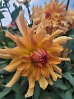 2 knollen van Dahlia Big Brother ophalen., Ophalen, Voorjaar, Halfschaduw, Knol