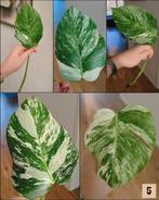 Monstera variegata stekken, Huis en Inrichting, Kamerplanten, Ophalen, Halfschaduw, Minder dan 100 cm