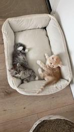 Vier lieve Britse Korthaar kittens zoeken een warm thuis!, Dieren en Toebehoren, Katten en Kittens | Raskatten | Korthaar, Ontwormd