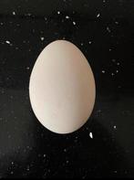 Ganzen eieren uitgeblazen., Meerdere dieren, Gans of Zwaan