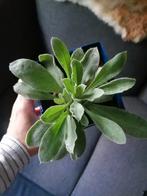 Prikneus, Tuin en Terras, Planten | Tuinplanten, Ophalen of Verzenden