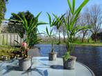 Trachy Carpus Fortunei/ waaierpalm, Tuin en Terras, Planten | Bomen, Ophalen of Verzenden, Lente, Minder dan 100 cm, Palmboom