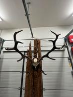 Prachtige en imposante edelhert geweien te koop, Ophalen, Zo goed als nieuw, Beeldje of Figuurtje